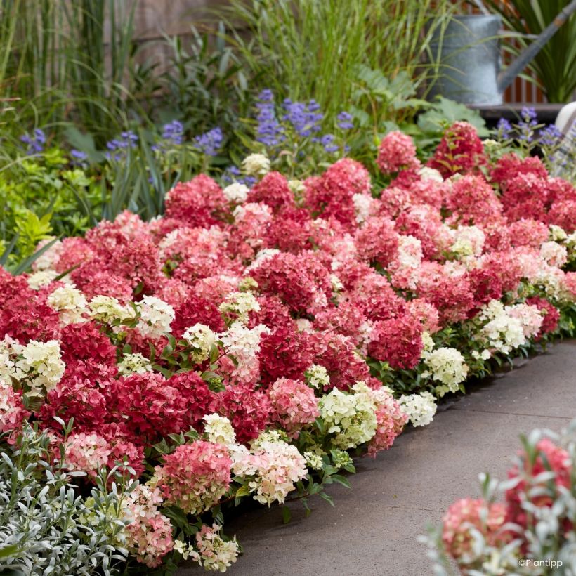 Hydrangea paniculata Groundbreaker Ruby - Dwergpluimhortensia (Plant habit)