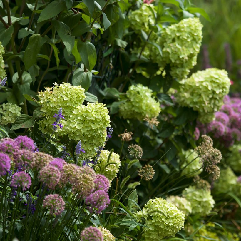 Hydrangea paniculata Little Lime - Dwergpluimhortensia (Plant habit)