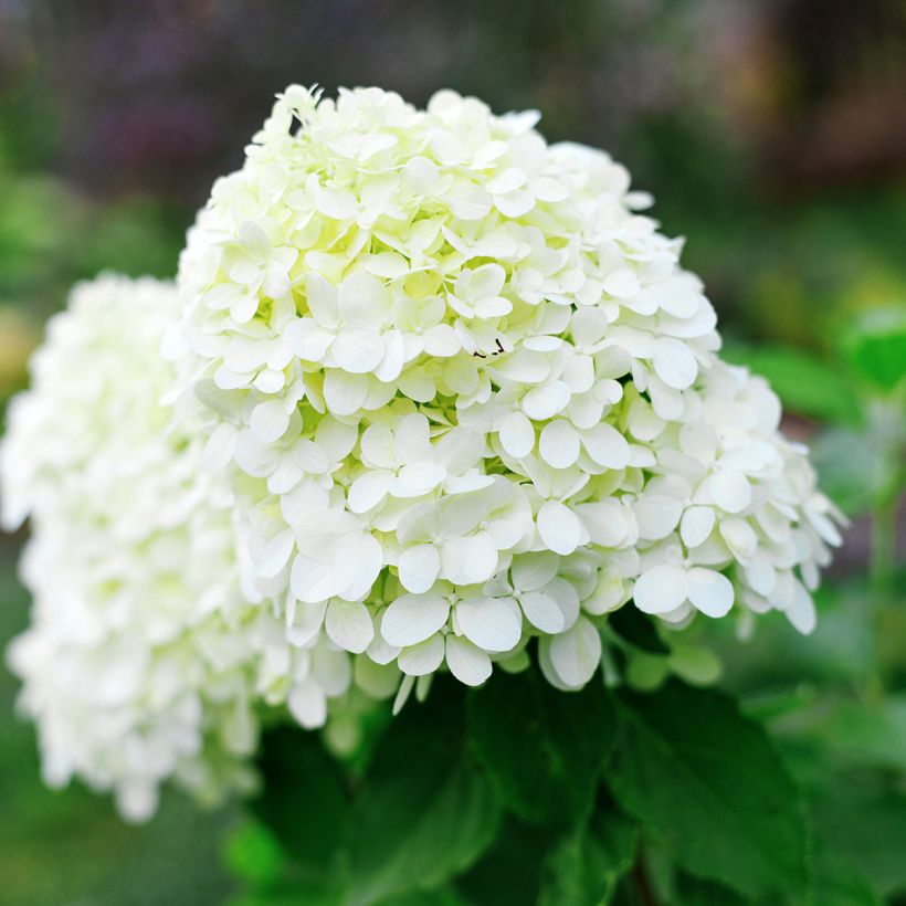 Hydrangea paniculata Little Spooky - Dwergpluimhortensia (Flowering)