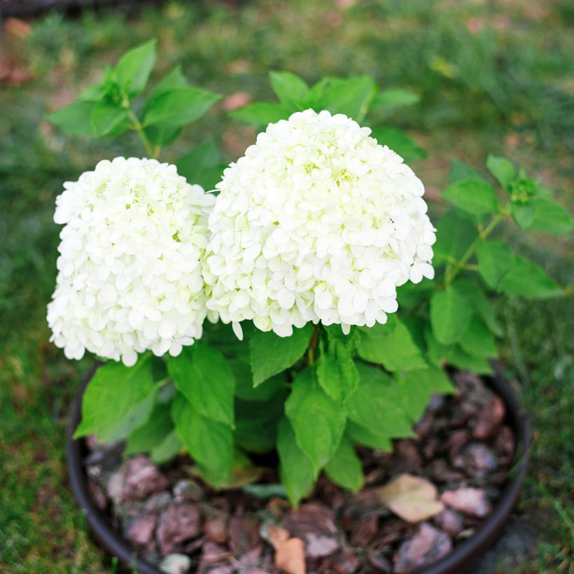 Hydrangea paniculata Little Spooky - Dwergpluimhortensia (Plant habit)