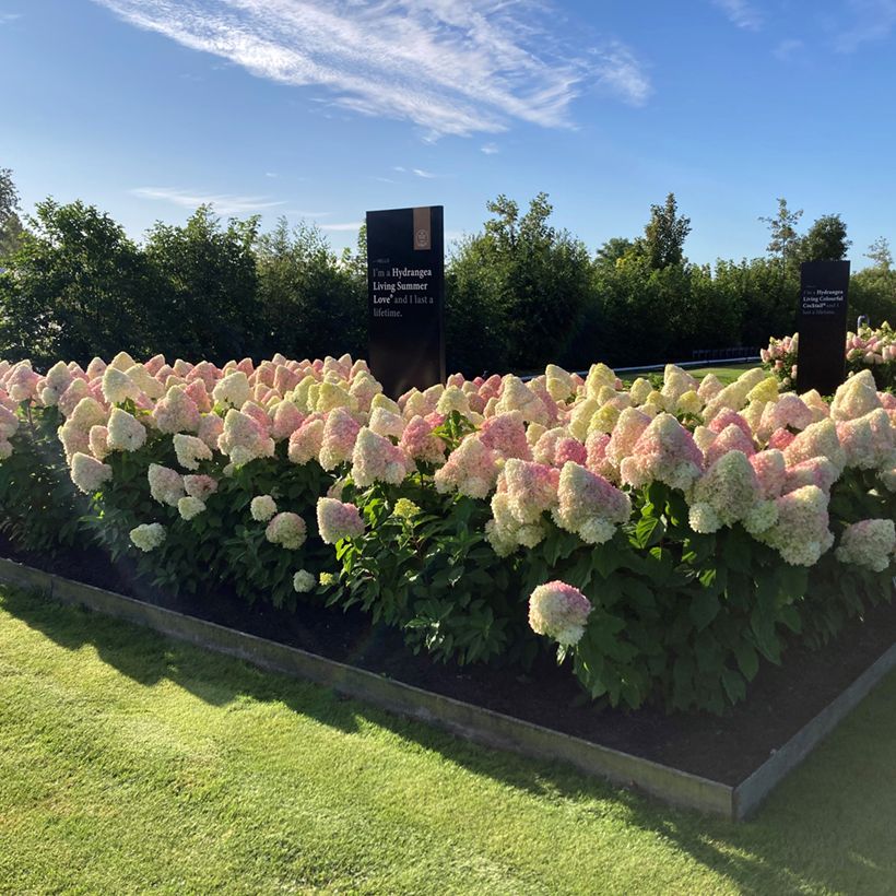 Hydrangea paniculata Living Candy Love - Pluimhortensia (Plant habit)