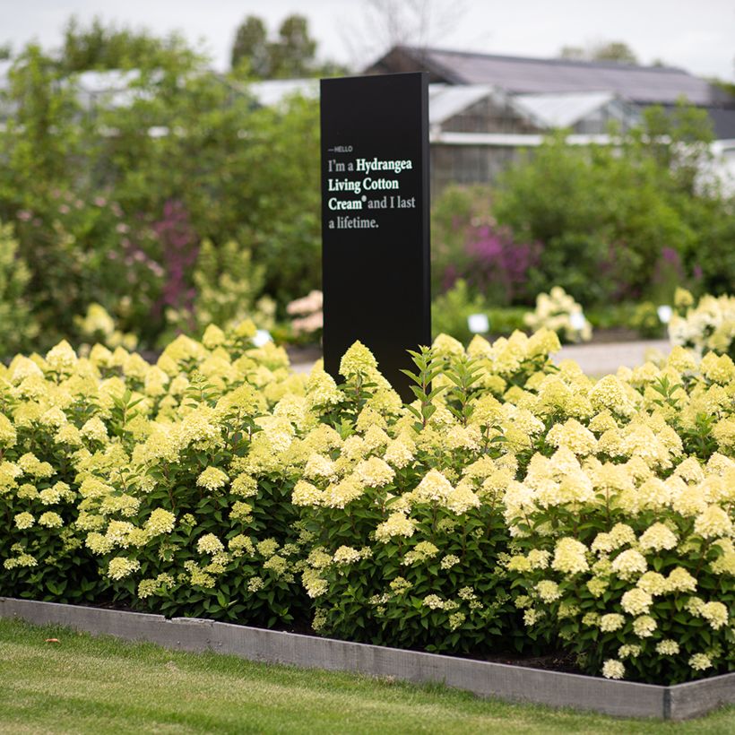 Hydrangea paniculata Living Cotton Cream - Pluimhortensia (Plant habit)