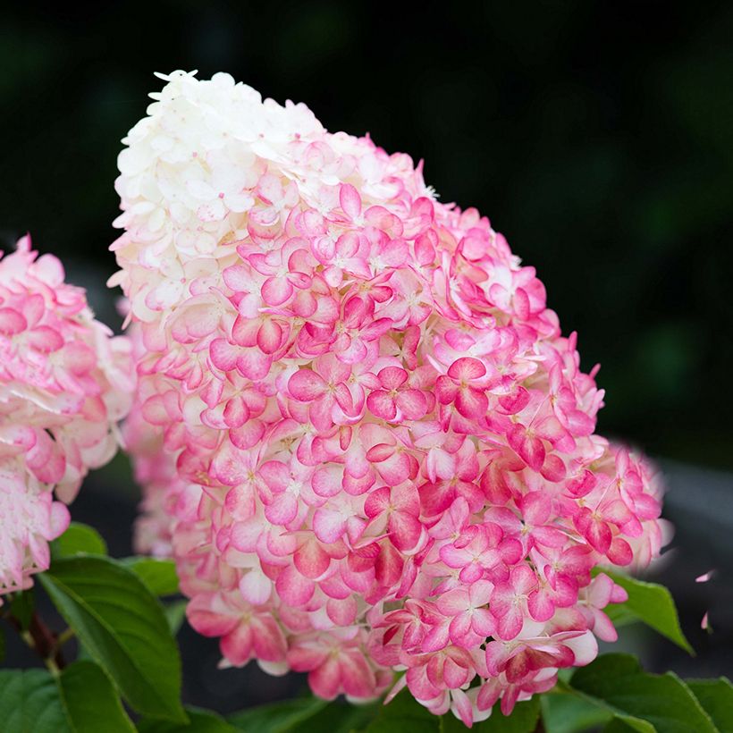 Hydrangea paniculata Living Pink & Rose - Pluimhortensia (Flowering)