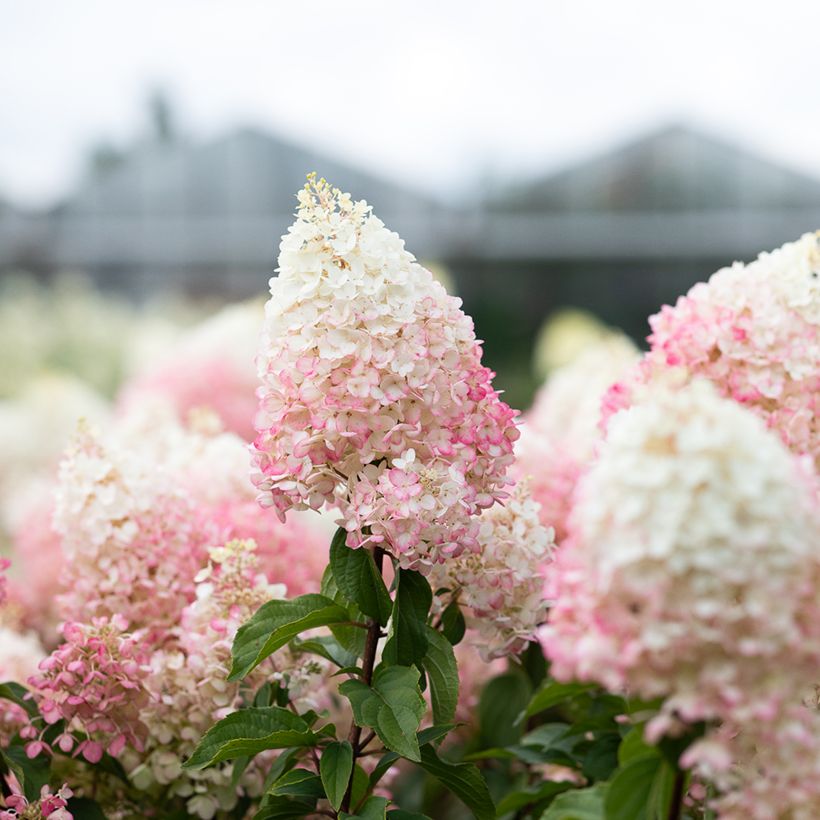 Hydrangea paniculata Living Strawberry Blossom - Pluimhortensia (Flowering)