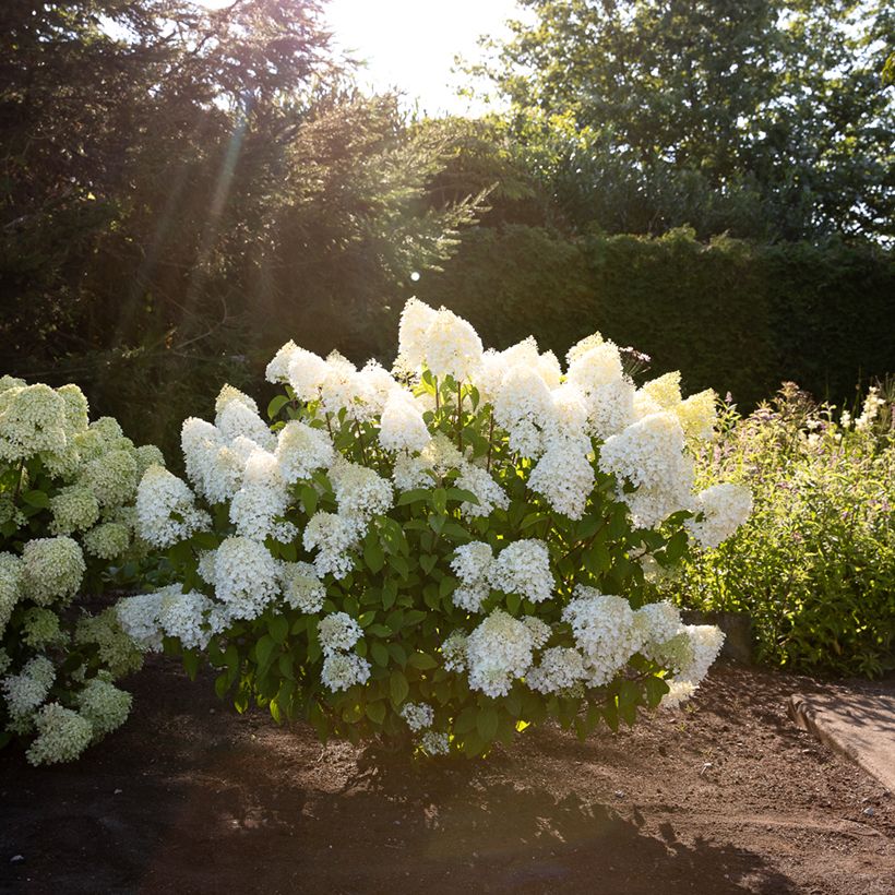 Hydrangea paniculata Living Sugar Rush - Pluimhortensia (Plant habit)