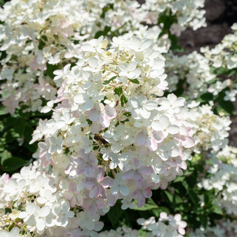 Hydrangea paniculata Living Touch of Pink - Pluimhortensia (Flowering)