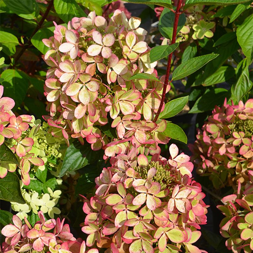 Hydrangea paniculata Pastelgreen - Pluimhortensia (Foliage)