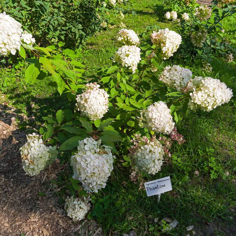Hydrangea paniculata Phantom - Pluimhortensia (Plant habit)