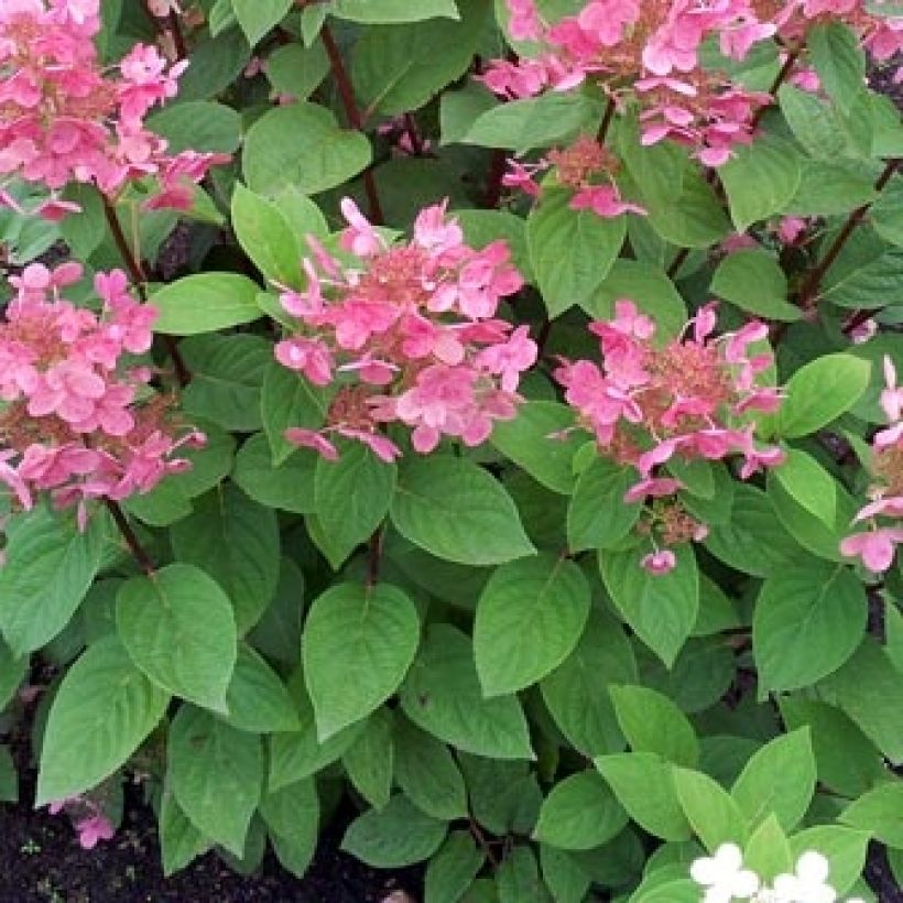 Hydrangea paniculata Pink diamond - Pluimhortensia (Foliage)
