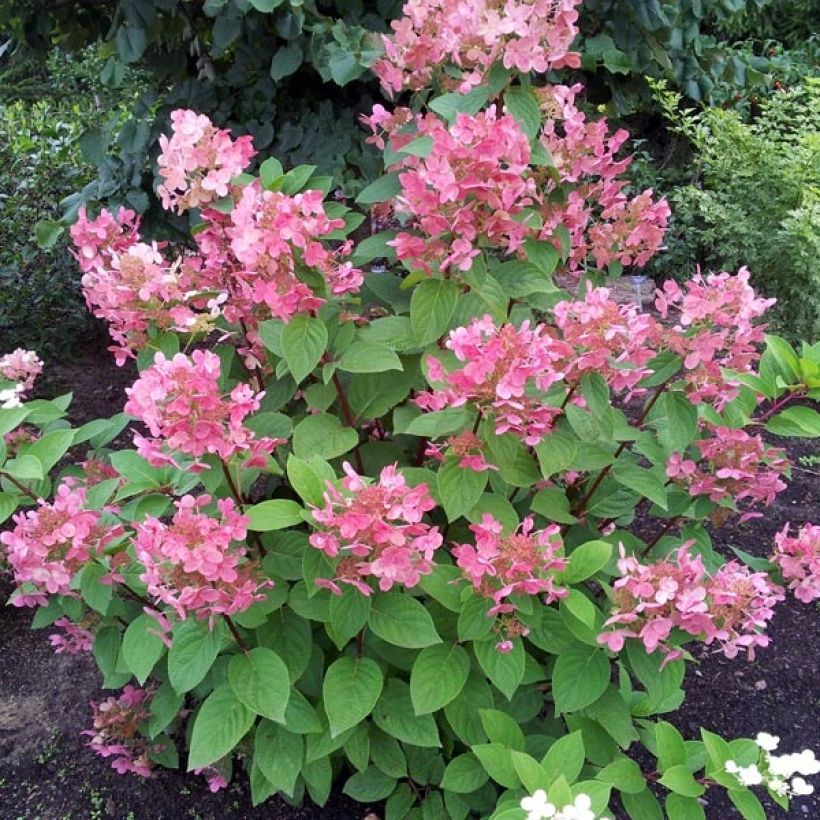 Hydrangea paniculata Pink diamond - Pluimhortensia (Plant habit)