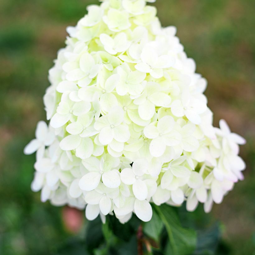 Hydrangea paniculata Pinkachu - Pluimhortensia (Flowering)