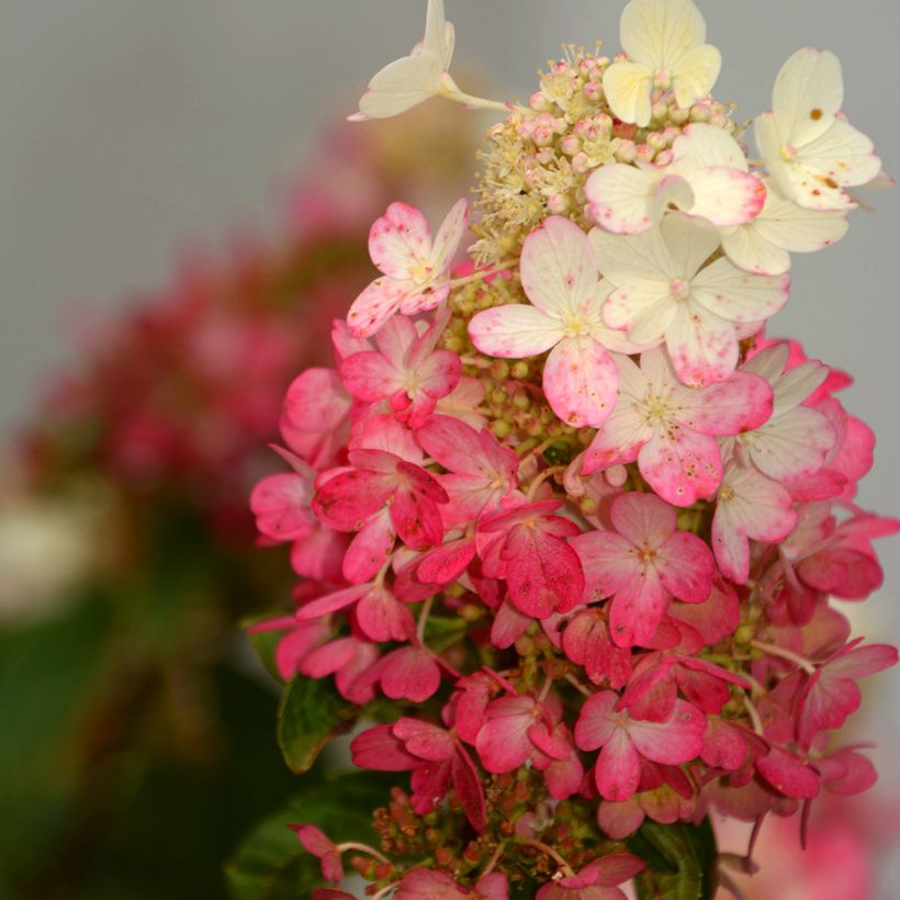 Hydrangea paniculata Pinky Winky - Pluimhortensia (Flowering)