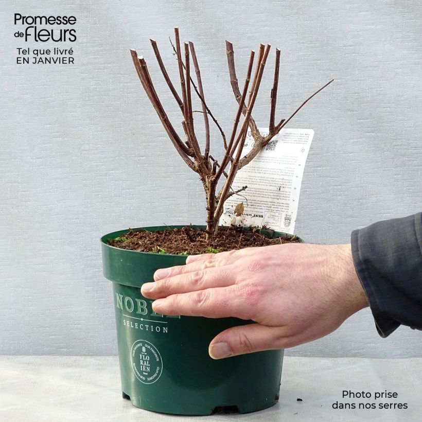 Example of Hydrangea paniculata Pinky Winky - Pluimhortensia Pot van 3 l/4 l as you get in hiver