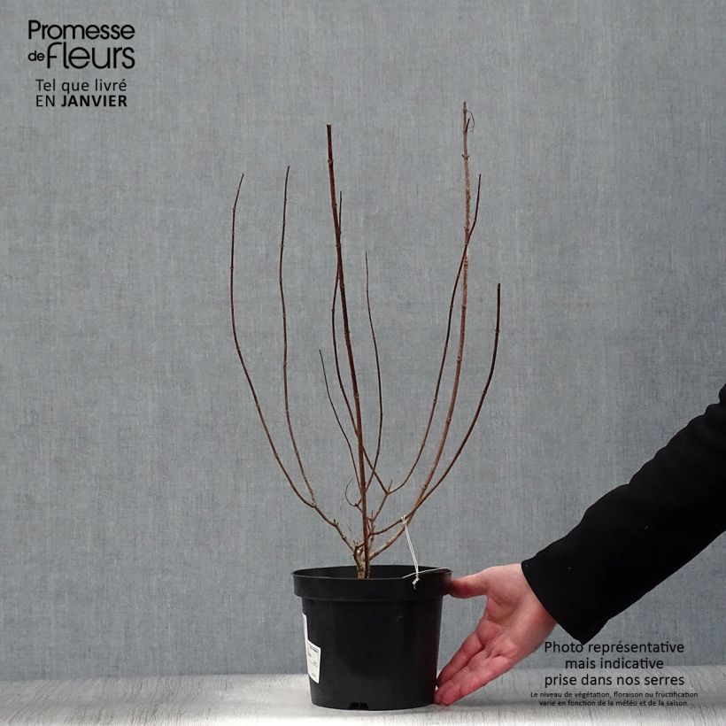 Example of Hydrangea paniculata Polar Bear - Pluimhortensia Pot van 2 l/3 l as you get in hiver