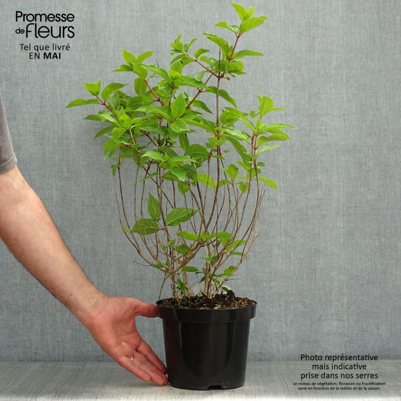 Exemplaar van Hydrangea paniculata Polar Bear - Pluimhortensia Pot van 2 l/3 l zoals geleverd in de lente