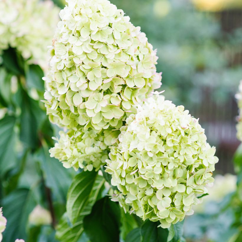 Hydrangea paniculata Polar Bear - Pluimhortensia (Flowering)