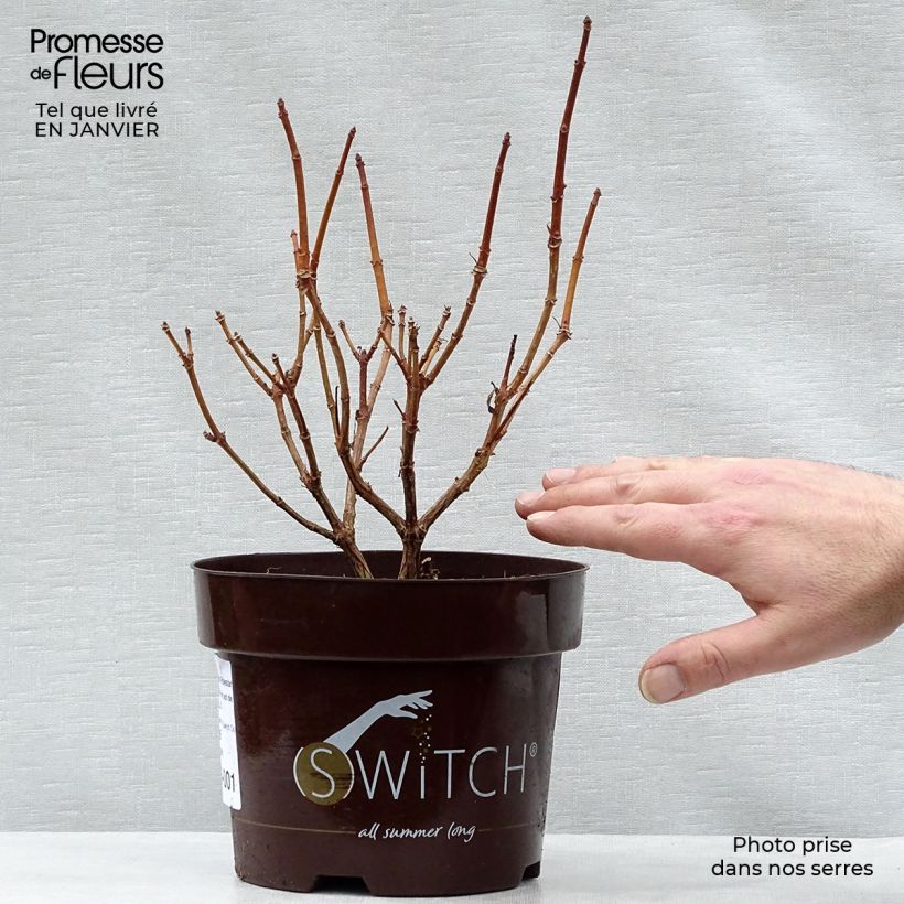 Exemplaar van Hydrangea paniculata Switch Ophelia - Pluimhortensia Pot van 1,5 l/2 l zoals geleverd in de winter
