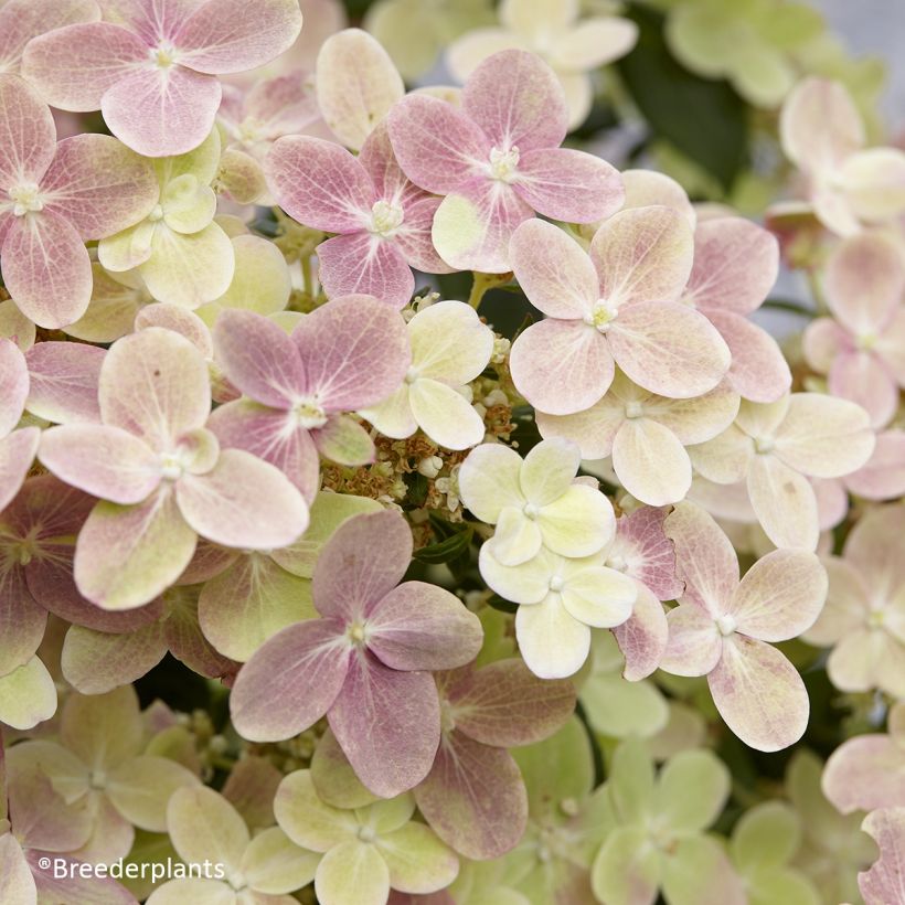 Hydrangea paniculata Switch Ophelia - Pluimhortensia (Bloei)