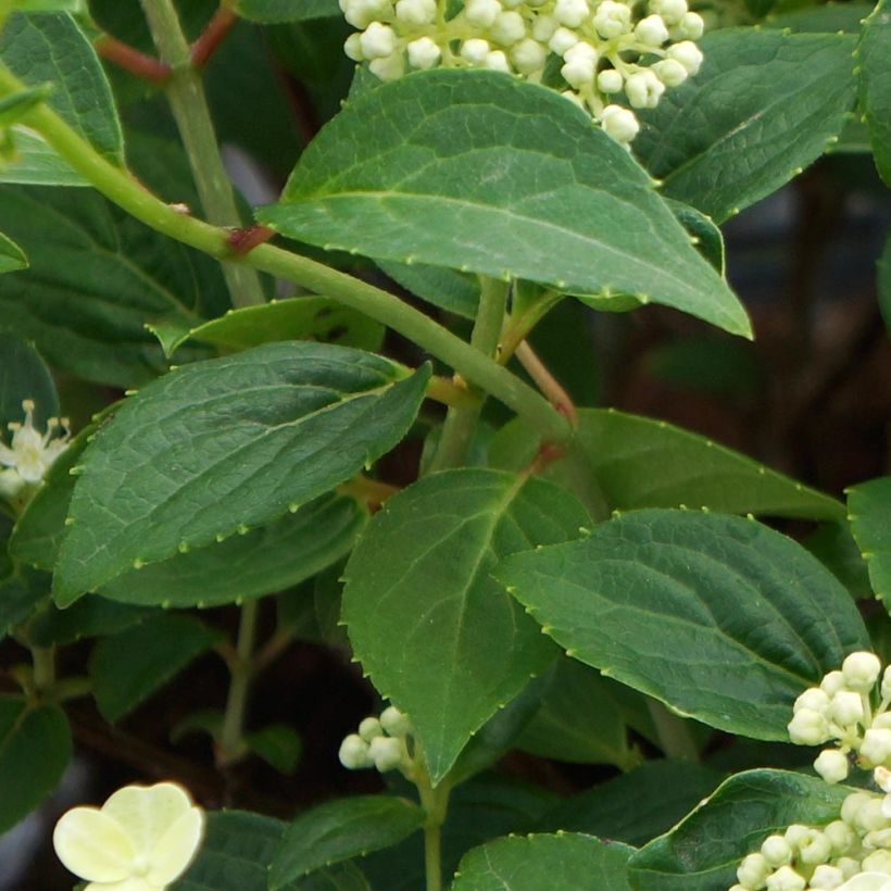 Hydrangea paniculata Prim White - Pluimhortensia (Foliage)
