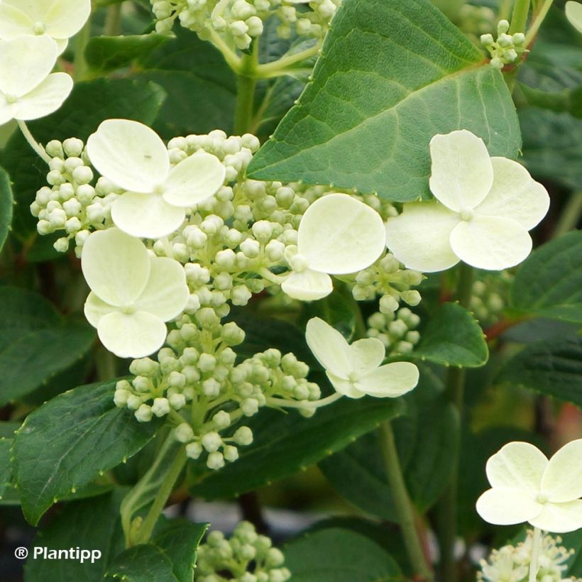 Hydrangea paniculata Prim White - Pluimhortensia (Flowering)