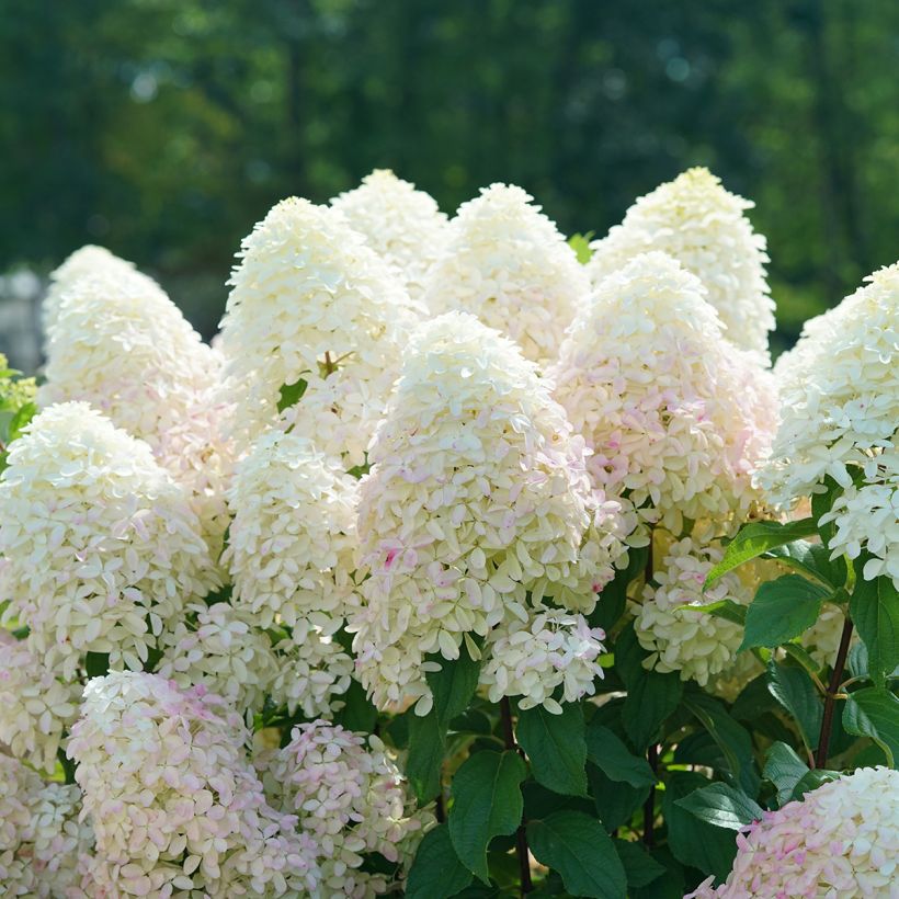 Hydrangea paniculata Quick Fire Fab - Pluimhortensia (Bloei)