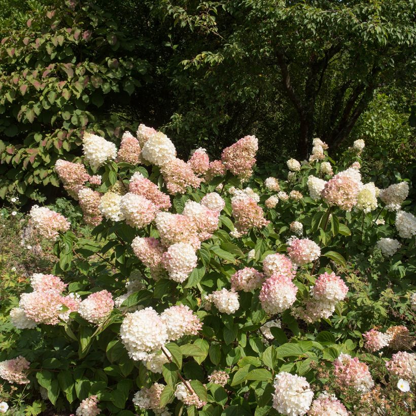 Hydrangea paniculata Silver Dollar - Pluimhortensia (Plant habit)