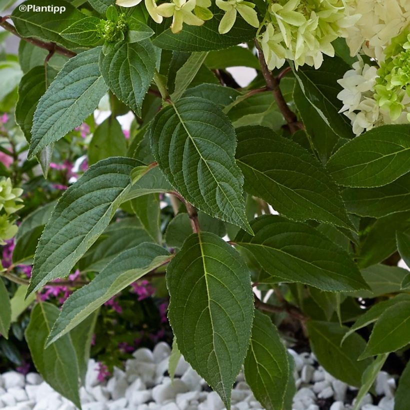 Hydrangea paniculata Skyfall - Pluimhortensia (Foliage)