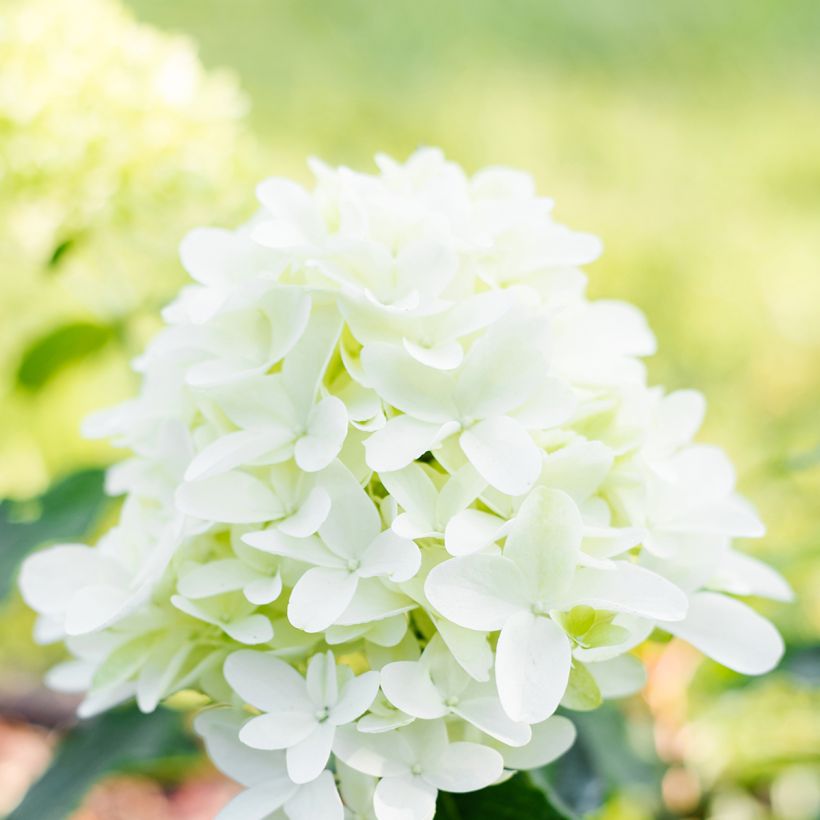 Hydrangea paniculata Skyfall - Pluimhortensia (Flowering)