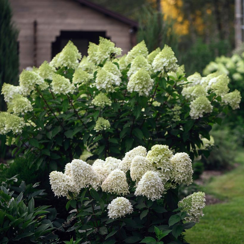 Hydrangea paniculata Skyfall - Pluimhortensia (Plant habit)