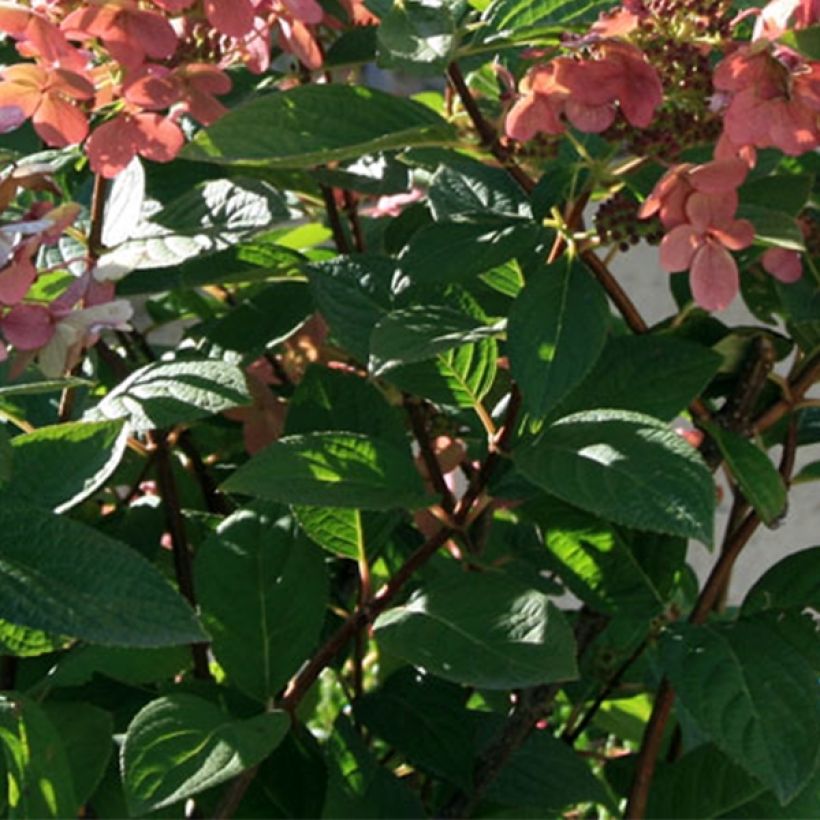 Hydrangea paniculata Sparkling - Pluimhortensia (Blad)