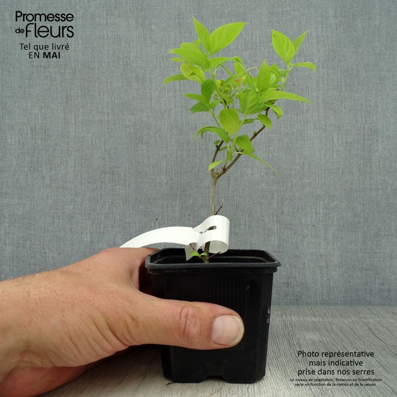 Exemplaar van Hydrangea paniculata Sunlight - Pluimhortensia Kweekpotje van 8/9 cm zoals geleverd in de lente