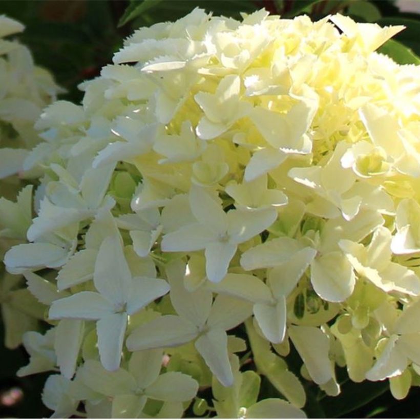 Hydrangea paniculata White Light - Pluimhortensia (Flowering)