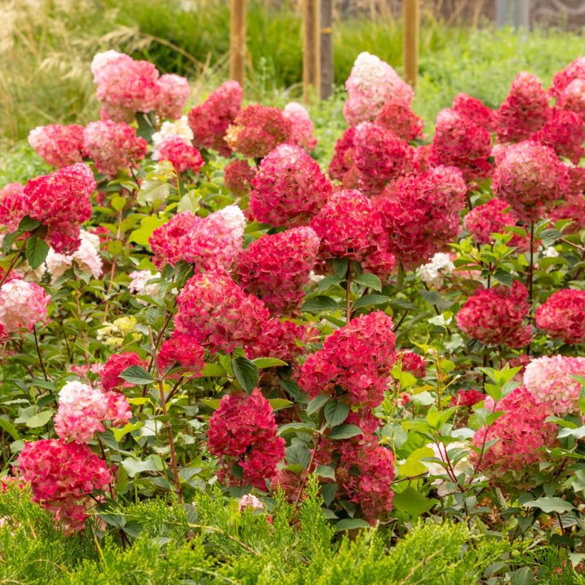 Hydrangea paniculata Wim's red - Pluimhortensia (Plant habit)