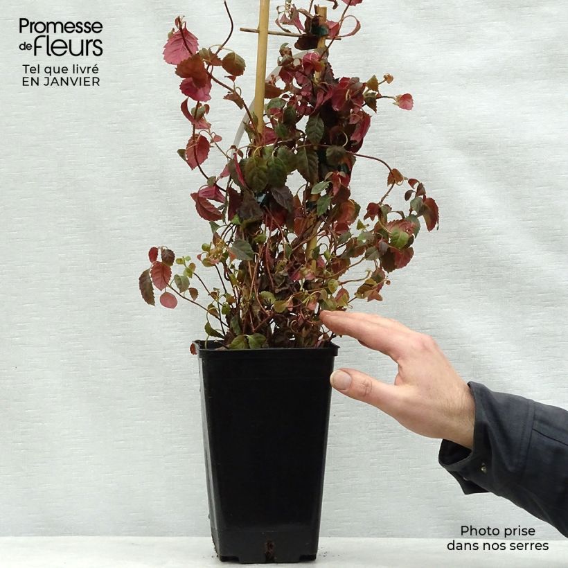 Example of Hortensia grimpant - Hydrangea petiolaris Winter Surprise Pot van 2 l/3 l as you get in hiver