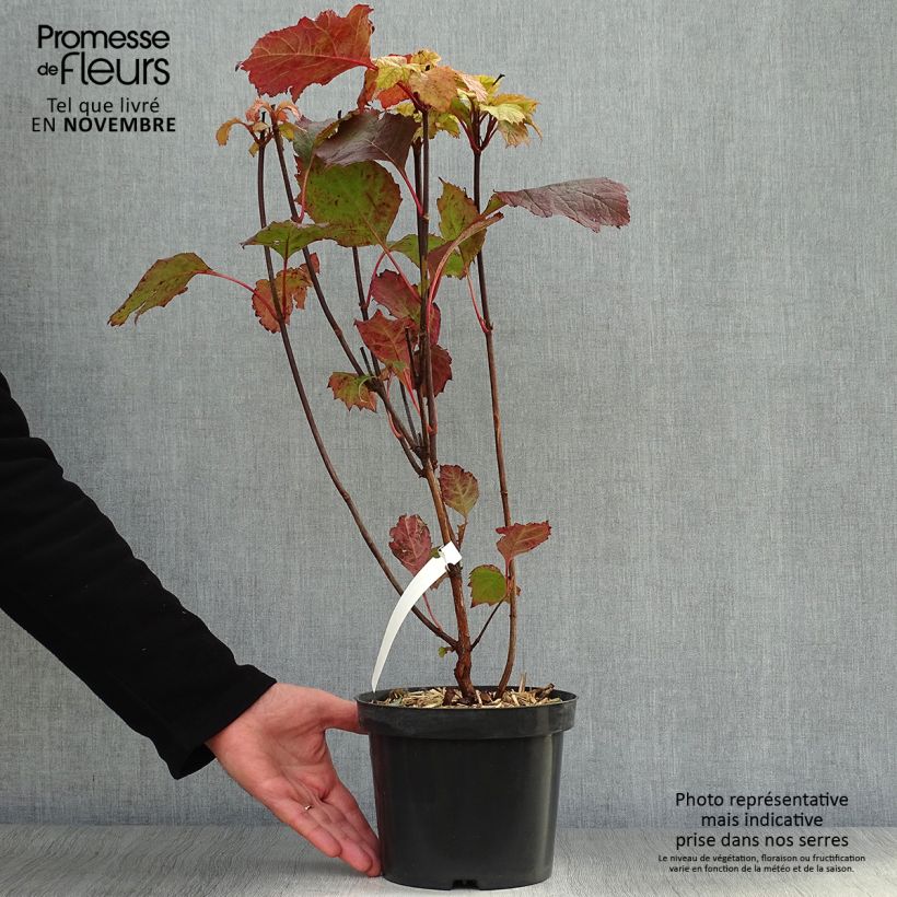 Exemplaar van Hydrangea quercifolia Alice - Eikenbladhortensia Pot van 2 l/3 l zoals geleverd in de herfst