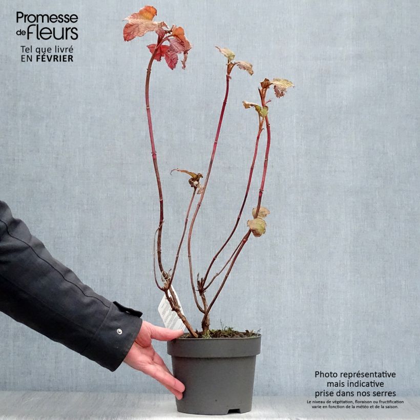 Example of Hydrangea quercifolia Alice - Hortensia à feuilles de chêne Pot van 2 l/3 l as you get in hiver