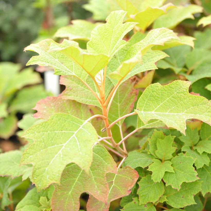 Hydrangea quercifolia Alice - Eikenbladhortensia (Foliage)