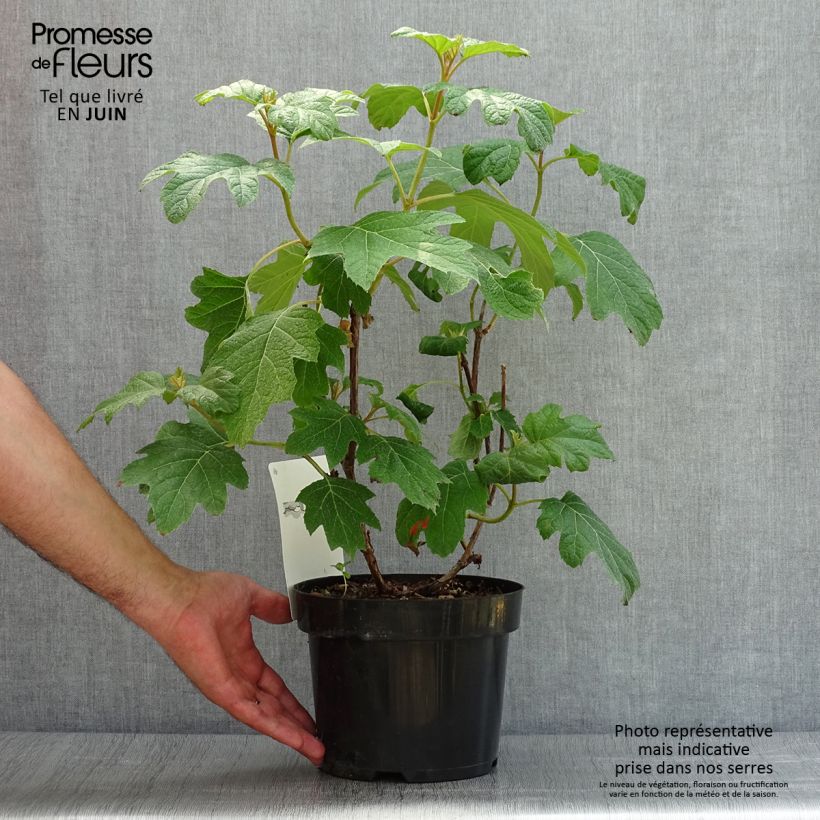 Exemplaar van Hydrangea quercifolia Burgundy - Eikenbladhortensia Pot van 2 l/3 l zoals geleverd in de zomer
