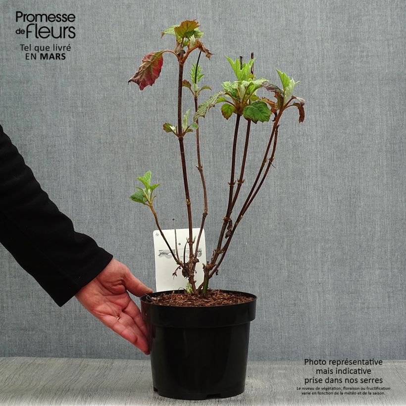 Exemplaar van Hydrangea quercifolia Burgundy - Eikenbladhortensia Pot van 2 l/3 l zoals geleverd in de lente