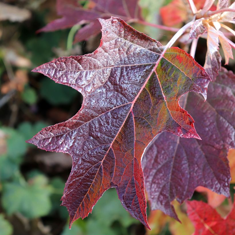 Hydrangea quercifolia Burgundy - Eikenbladhortensia (Foliage)
