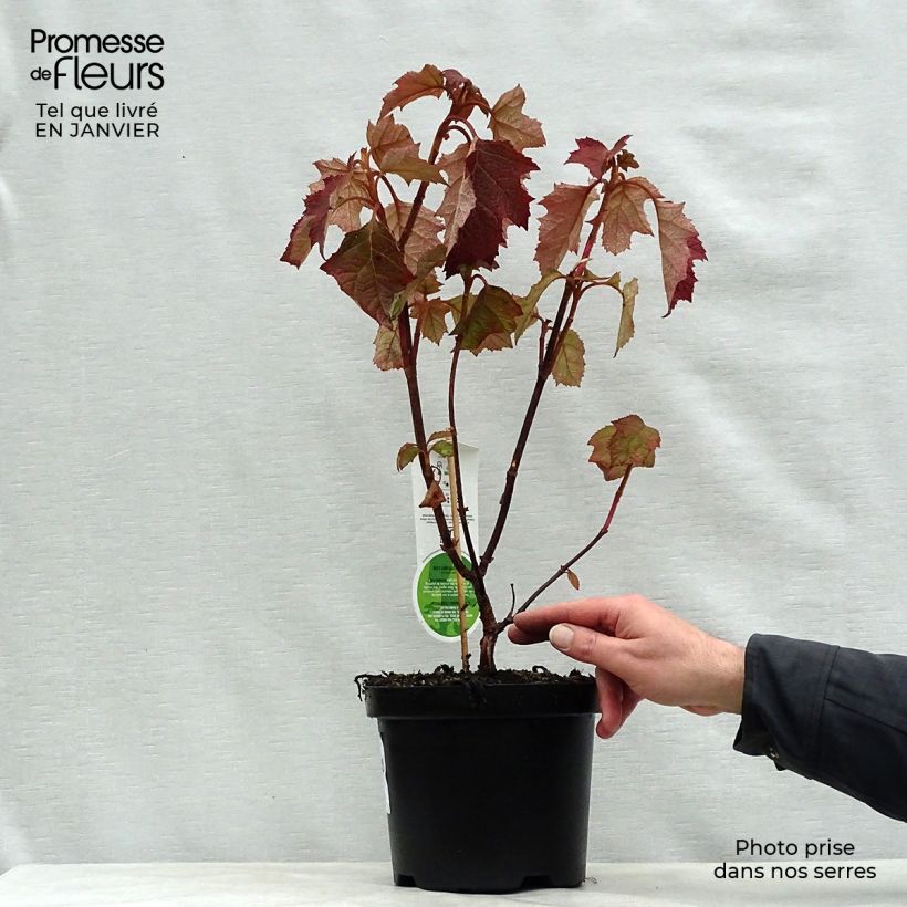 Example of Hydrangea quercifolia Harmony - Hortensia à feuilles de chêne Pot van 2 l/3 l as you get in hiver