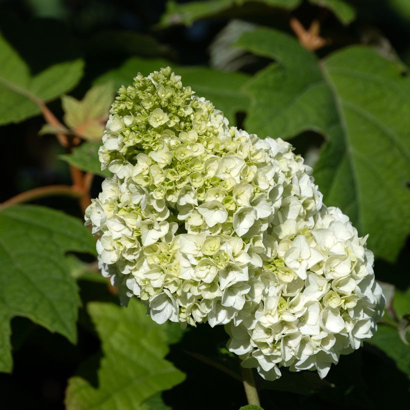 Hydrangea quercifolia Harmony - Eikenbladhortensia (Flowering)