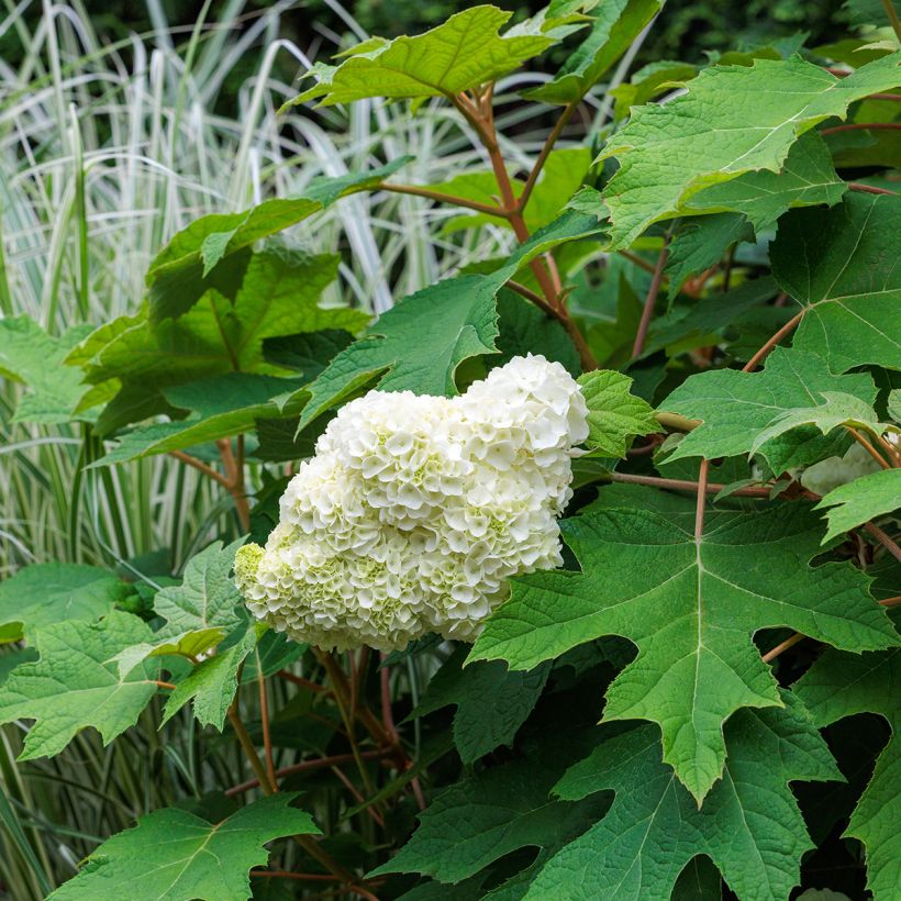Hydrangea quercifolia Harmony - Eikenbladhortensia (Plant habit)
