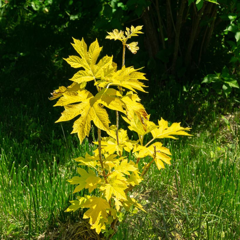 Hydrangea quercifolia Little Honey - Eikenbladhortensia (Plant habit)