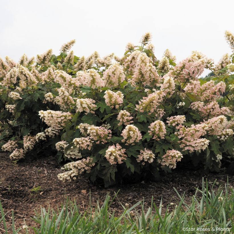 Hydrangea quercifolia Little Yeti - Eikenbladhortensia (Groeiplaats)