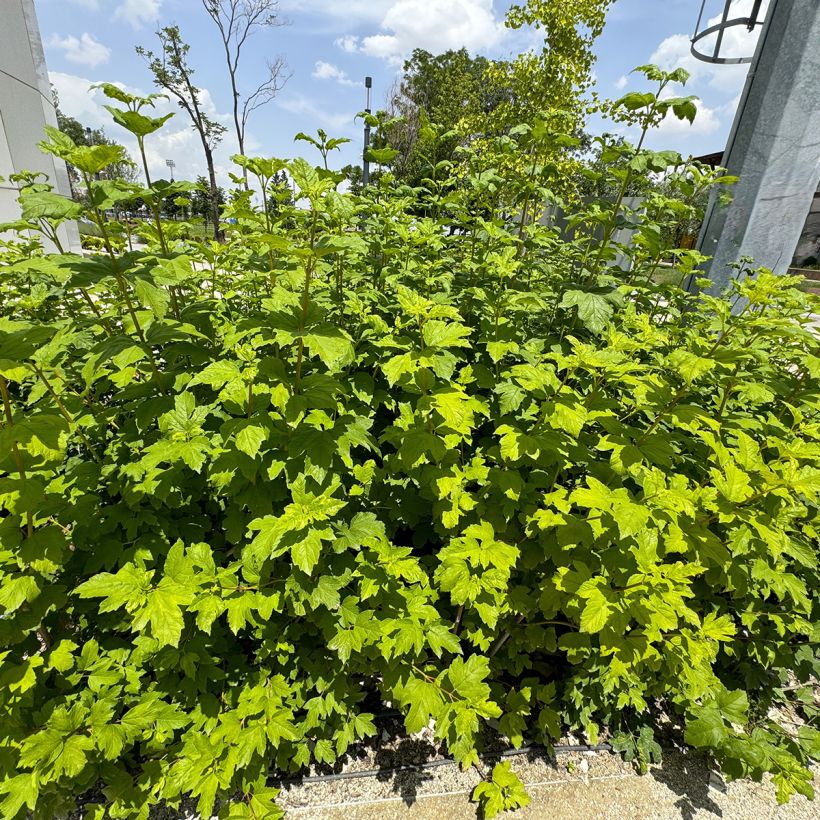 Hydrangea quercifolia Ruby Slippers - Eikenbladhortensia (Plant habit)