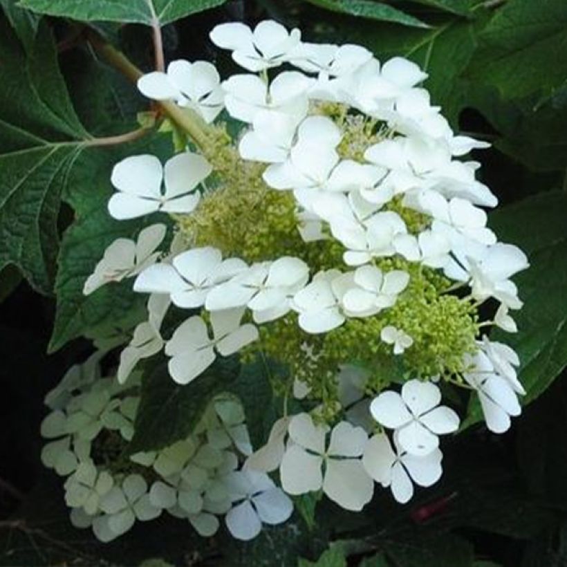 Hydrangea quercifolia Sikes Dwarf - Eikenbladhortensia (Flowering)