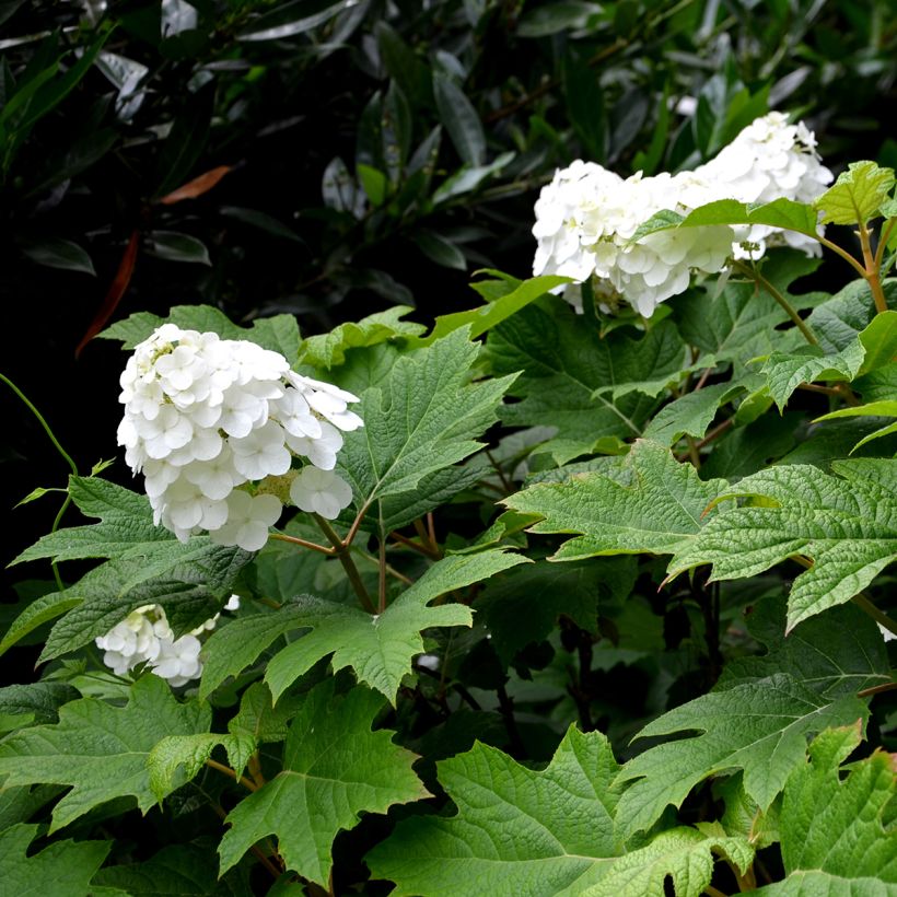 Hydrangea quercifolia Snow Queen - Eikenbladhortensia (Flowering)