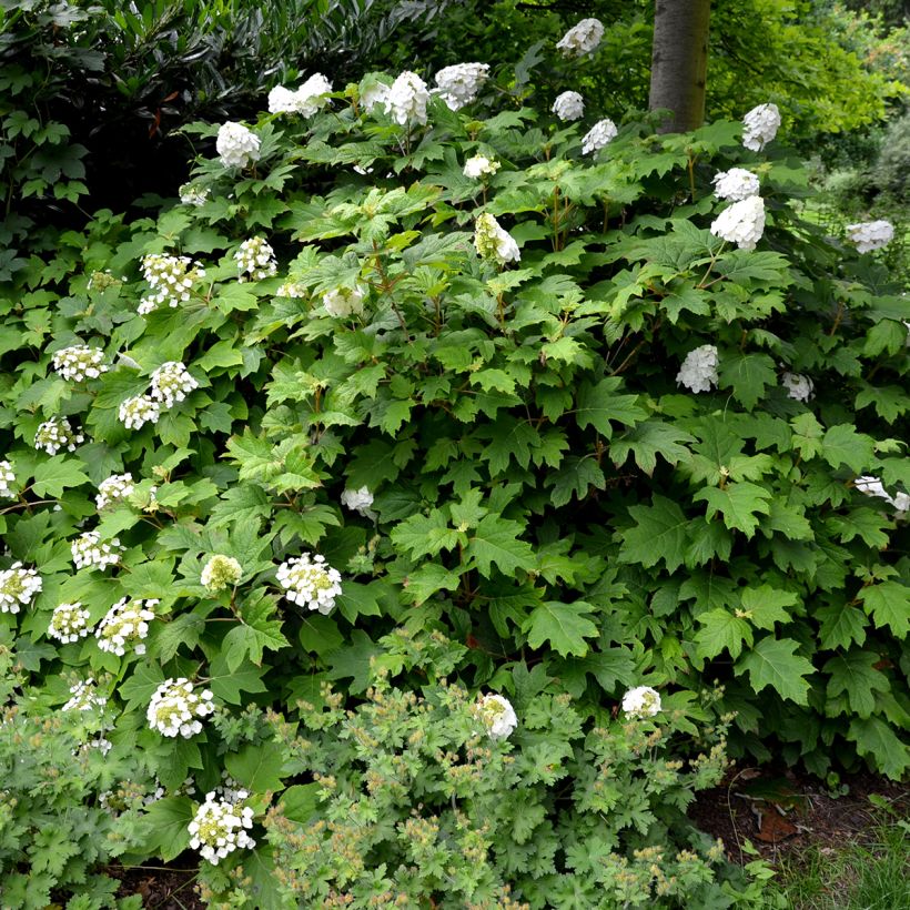 Hydrangea quercifolia Snow Queen - Eikenbladhortensia (Plant habit)