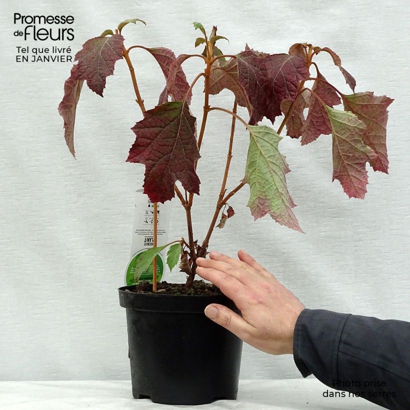 Example of Hydrangea quercifolia Snowflake - Hortensia à feuilles de chêne Pot van 3 l/4 l as you get in hiver